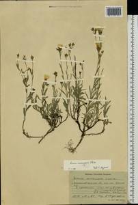 Linum pallasianum subsp. pallasianum, Eastern Europe, North Ukrainian region (E11) (Ukraine)