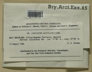 Cinclidium latifolium Lindb., Bryophytes, Bryophytes - America (BAm) (Greenland)