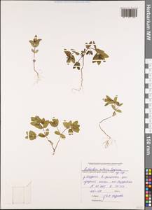 Euphorbia nutans Lag., Caucasus, Black Sea Shore (from Novorossiysk to Adler) (K3) (Russia)