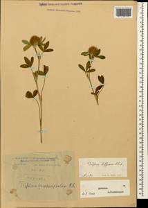 Trifolium diffusum Ehrh., Caucasus, Dagestan (K2) (Russia)