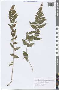 Dryopteris cristata (L.) A. Gray, Eastern Europe, Middle Volga region (E8) (Russia)