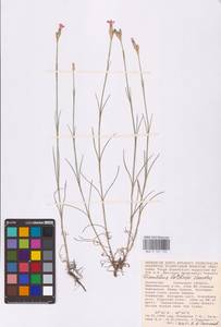 Dianthus borbasii Vandas, Middle Asia, Caspian Ustyurt & Northern Aralia (M8) (Kazakhstan)
