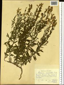 Linaria acutiloba Fisch. ex Rchb., Siberia, Western (Kazakhstan) Altai Mountains (S2a) (Kazakhstan)