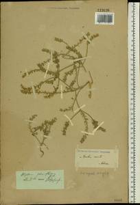 Alyssum simplex Rudolphi, Eastern Europe, Lower Volga region (E9) (Russia)
