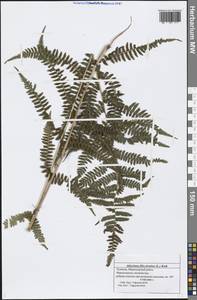 Athyrium filix-femina (L.) Roth, Eastern Europe, Middle Volga region (E8) (Russia)