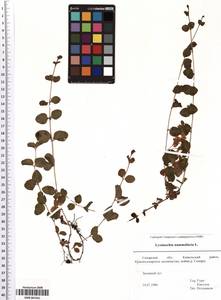SMR001561, Lysimachia nummularia L., Eastern Europe, Middle Volga region (E8) (Russia)