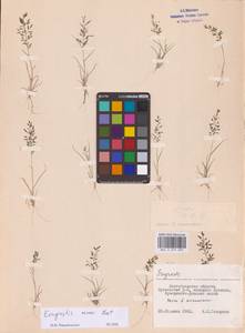 Eragrostis minor Host, Eastern Europe, Lower Volga region (E9) (Russia)