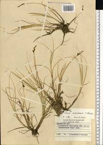 Carex mackenziei V.I.Krecz., Eastern Europe, Northern region (E1) (Russia)