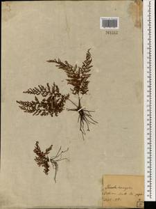 Hymenophyllum, South Asia, South Asia (Asia outside ex-Soviet states and Mongolia) (ASIA) (Japan)