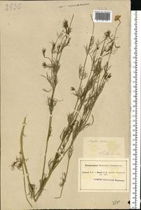 Nigella arvensis L., Eastern Europe, South Ukrainian region (E12) (Ukraine)