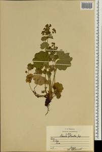 Alchemilla tytthantha Juz., Crimea (KRYM) (Russia)