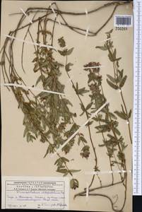 Dracocephalum integrifolium Bunge, Middle Asia, Dzungarian Alatau & Tarbagatai (M5) (Kazakhstan)