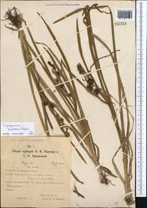 Sparganium emersum Rehmann, Middle Asia, Northern & Central Kazakhstan (M10) (Kazakhstan)
