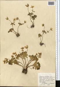 Anemone petiolulosa Juz., Middle Asia, Pamir & Pamiro-Alai (M2) (Uzbekistan)
