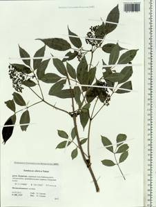 Sambucus sibirica Nakai, Siberia, Baikal & Transbaikal region (S4) (Russia)