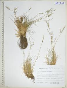 KHA7000, Festuca auriculata Drobow, Siberia, Russian Far East (S6) (Russia)