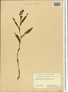 Cephalanthera longifolia (L.) Fritsch, Crimea (KRYM) (Russia)