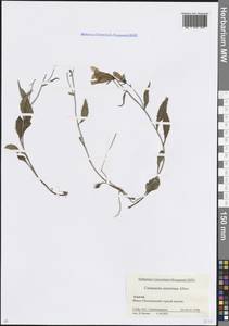 Campanula autraniana Albov, Caucasus, Krasnodar Krai & Adygea (K1a) (Russia)