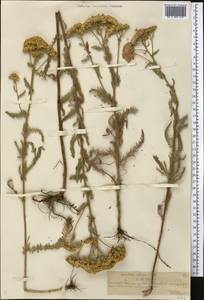 Achillea setacea Waldst. & Kit., Middle Asia, Northern & Central Tian Shan (M4) (Kazakhstan)