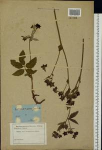 Comarum palustre L., Eastern Europe, Central forest region (E5) (Russia)