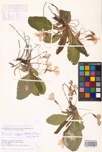Primula vulgaris Huds., South Asia, South Asia (Asia outside ex-Soviet states and Mongolia) (ASIA) (Turkey)