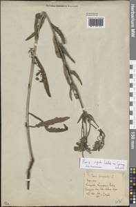 Picris hieracioides subsp. hieracioides, Eastern Europe, Rostov Oblast (E12a) (Russia)