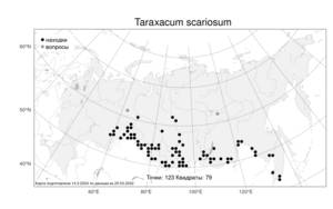 Taraxacum scariosum (Tausch) Kirschner & Stepánek, Atlas of the Russian Flora (FLORUS) (Russia)