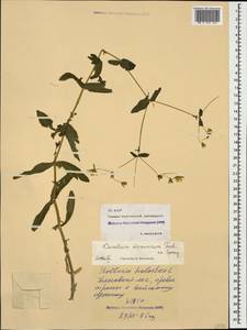 Dichodon davuricum (Fisch. ex Spreng.) Á. Löve & D. Löve, Caucasus, North Ossetia, Ingushetia & Chechnya (K1c) (Russia)