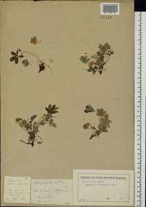 Potentilla alba L., Eastern Europe, Moscow region (E4a) (Russia)