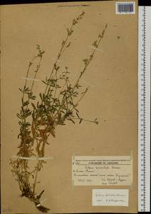 Silene foliosa Maxim., Siberia, Russian Far East (S6) (Russia)