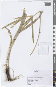 Allium, Middle Asia, Northern & Central Tian Shan (M4) (Kyrgyzstan)