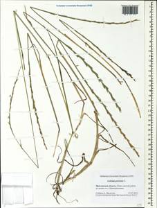 Lolium perenne L., Eastern Europe, Central forest region (E5) (Russia)