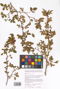 Rosa canina L., Eastern Europe, South Ukrainian region (E12) (Ukraine)
