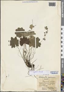 Alchemilla conglobata H. Lindb., Eastern Europe, Moscow region (E4a) (Russia)