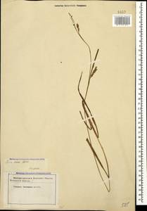 Carex diluta M.Bieb., Caucasus, Georgia (K4) (Georgia)