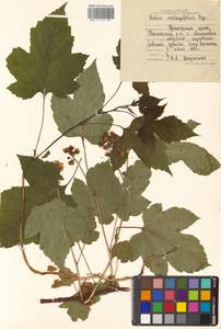 Rubus crataegifolius Bunge, Siberia, Russian Far East (S6) (Russia)