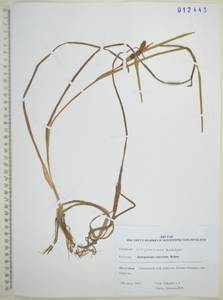Sparganium emersum Rehmann, Siberia, Russian Far East (S6) (Russia)