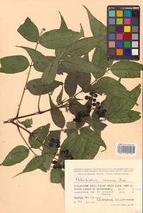 Phellodendron amurense Rupr., Siberia, Russian Far East (S6) (Russia)