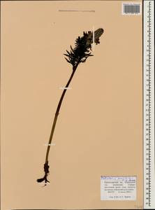 Pedicularis panjutinii E. Busch, Caucasus, Krasnodar Krai & Adygea (K1a) (Russia)
