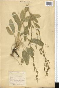 Lepidium latifolium L., Middle Asia, Northern & Central Kazakhstan (M10) (Kazakhstan)