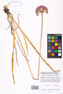 Allium lusitanicum Lam., Eastern Europe, Moscow region (E4a) (Russia)