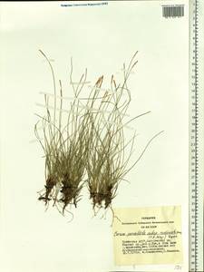 Carex parallela subsp. redowskiana (C.A.Mey.) T.V.Egorova, Siberia, Altai & Sayany Mountains (S2) (Russia)