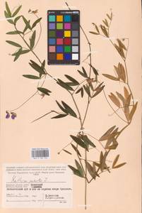 Lathyrus palustris L., Eastern Europe, Western region (E3) (Russia)