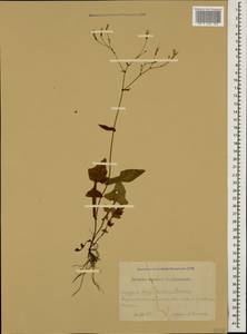 Mycelis muralis (L.) Dumort., Caucasus, Krasnodar Krai & Adygea (K1a) (Russia)