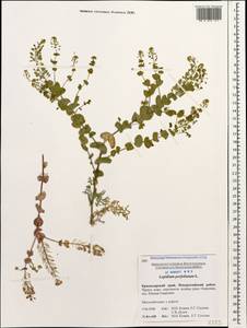 Lepidium perfoliatum L., Caucasus, Black Sea Shore (from Novorossiysk to Adler) (K3) (Russia)