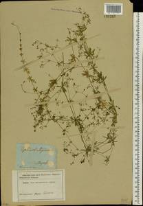 Galium uliginosum L., Eastern Europe, North Ukrainian region (E11) (Ukraine)