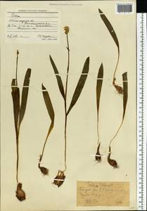 Tulipa sylvestris subsp. australis (Link) Pamp., Eastern Europe, Lower Volga region (E9) (Russia)
