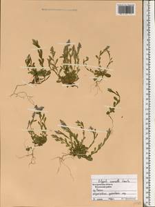 Polygala amarella Crantz, Eastern Europe, Central forest region (E5) (Russia)