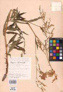 Koenigia alpina (All.) T. M. Schust. & Reveal, Eastern Europe, Lower Volga region (E9) (Russia)