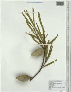 Xylomelum angustifolium Kipp. ex Meissn., Australia & Oceania (AUSTR) (Australia)